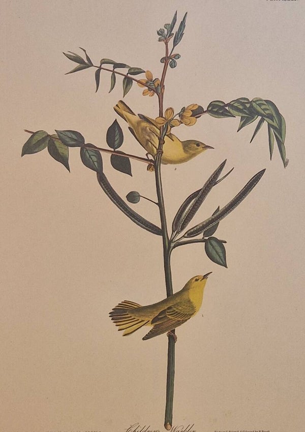 Children's Warbler. Audubon Amsterdam editie 1972.