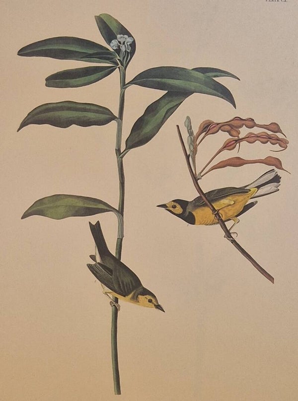 Hooded Warbler.  Audubon Amsterdam editie 1972.