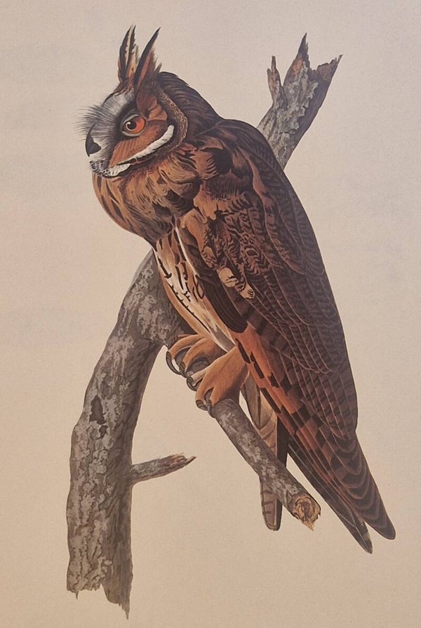 Long eared Owl. Audubon Amsterdam editie 1972.