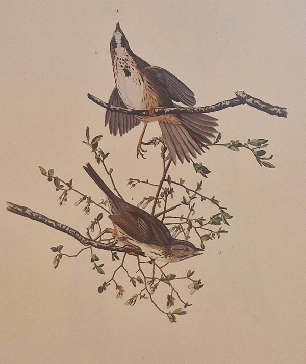 Long Sparrow. Audubon Amsterdam editie 1972.