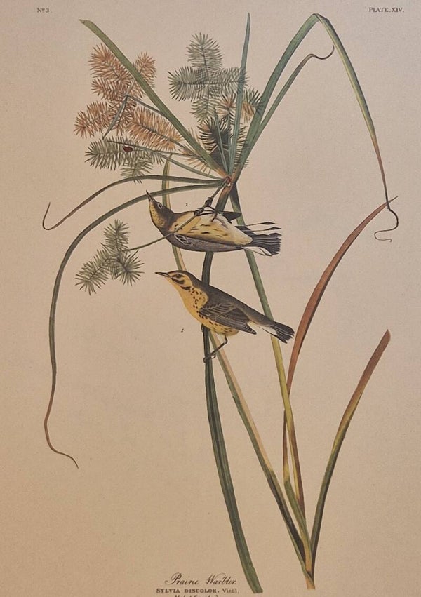Prairie Warbler.  Audubon Amsterdam editie 1972.