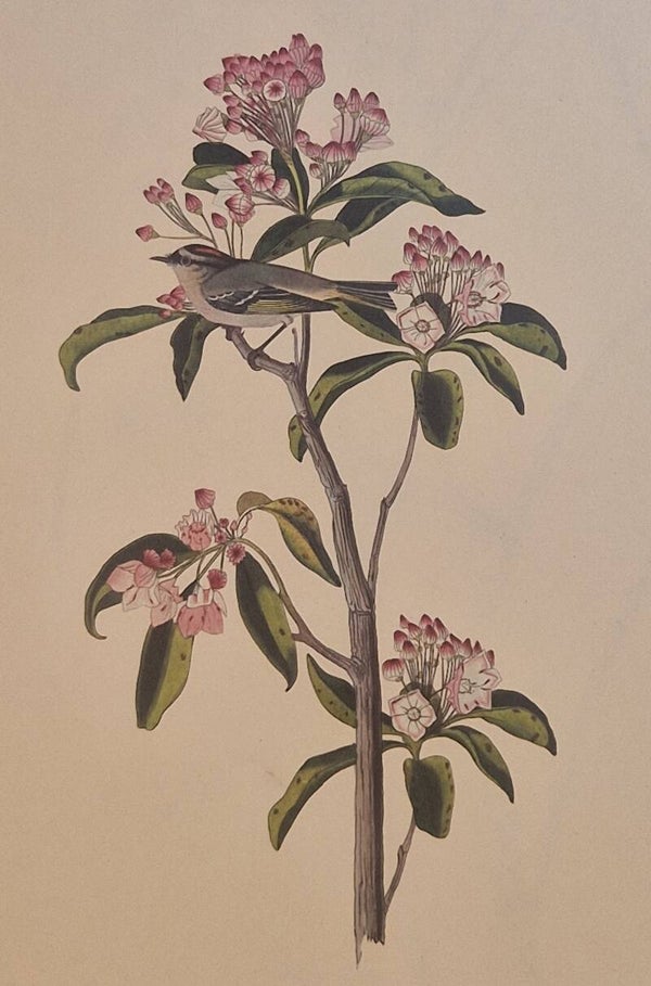 Cuviers Regulus.  Audubon Amsterdam editie 1972.