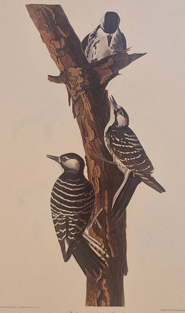 Red-cockaded Woodpecker. Audubon Amsterdam editie 1972.