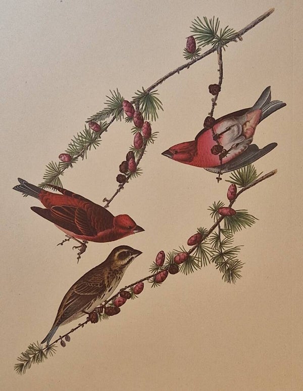 Purple Finch.  Audubon Amsterdam editie 1972.