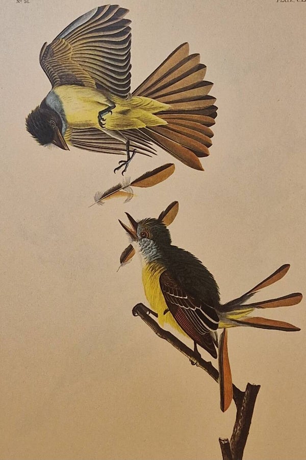 Great crested Flycatcher. Audubon Amsterdam editie 1972.