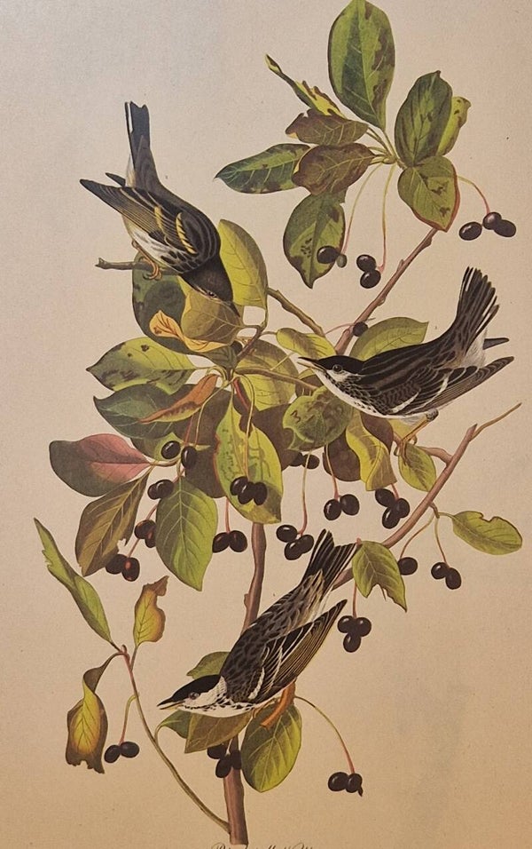 Black-poll Warbler. Audubon Amsterdam editie 1972.
