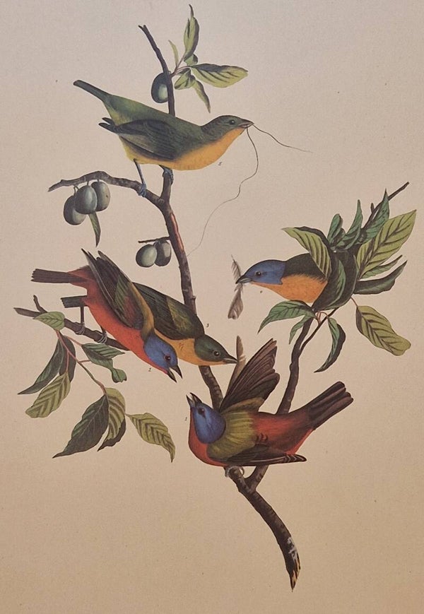 Painted Finch. Audubon Amsterdam editie 1972.