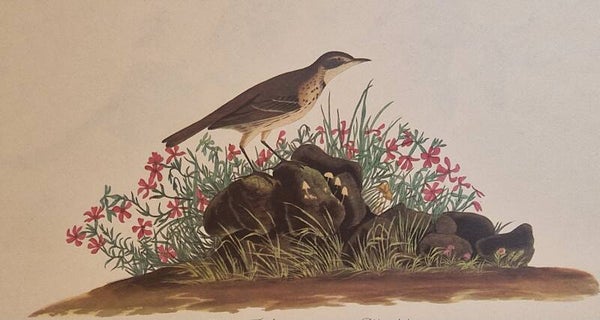 Prairie Titlark. Audubon Amsterdam editie 1972.