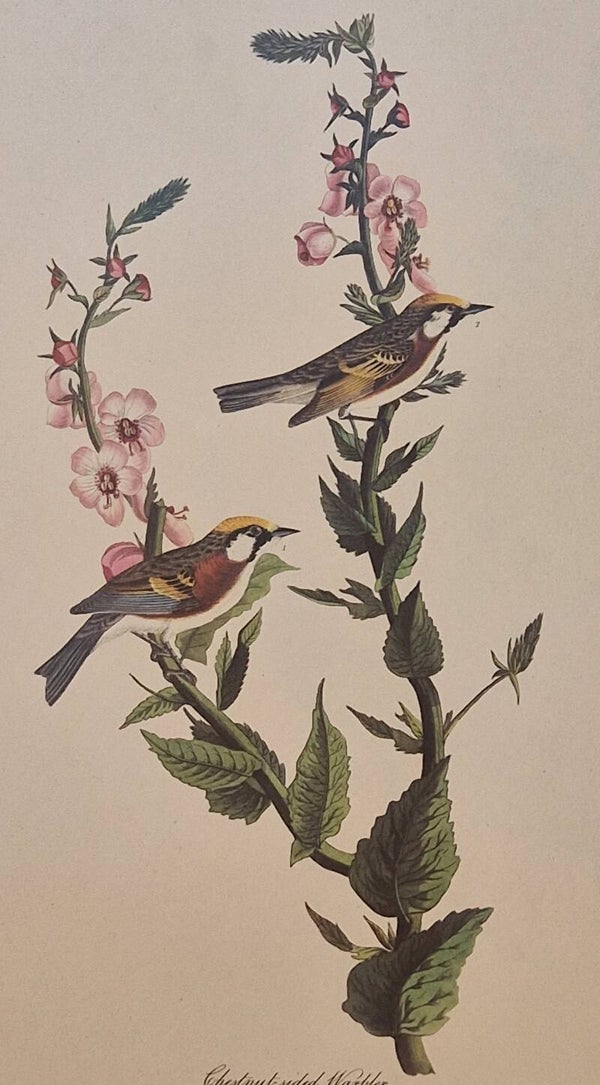 Chestnut sided Warbler. Audubon Amsterdam editie 1972.