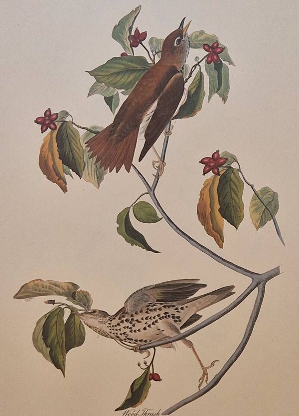 Wood Trush. Audubon Amsterdam editie 1972.