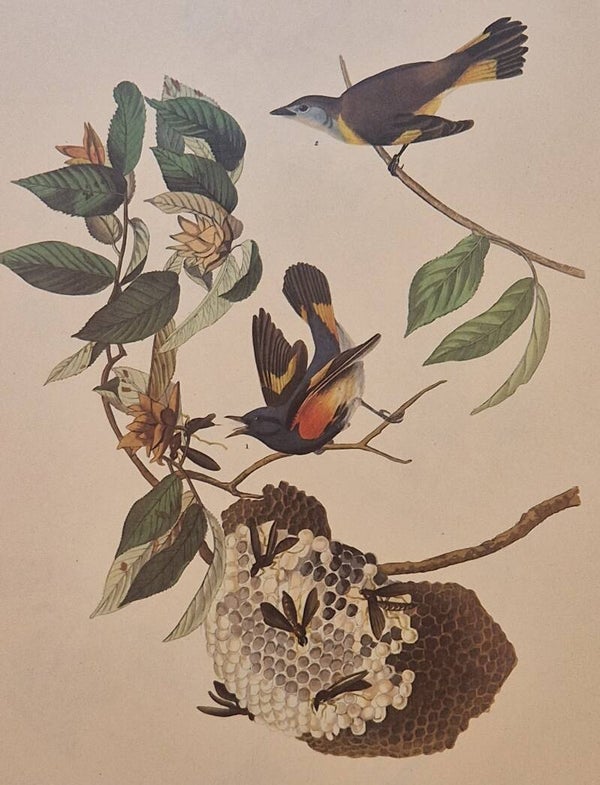 American Redstart. Audubon Amsterdam editie 1972.