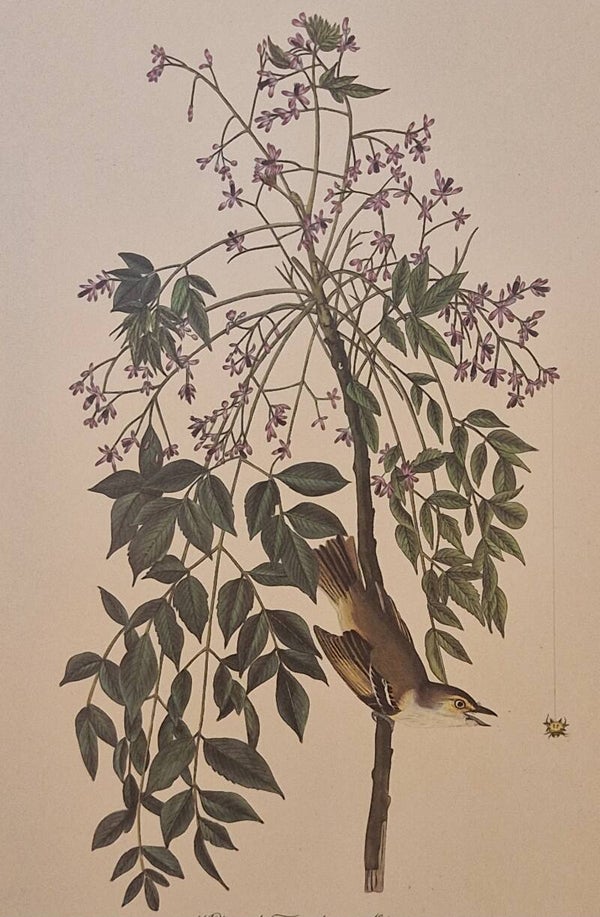 White-eyed Flycatcher. Audubon Amsterdam editie 1972.