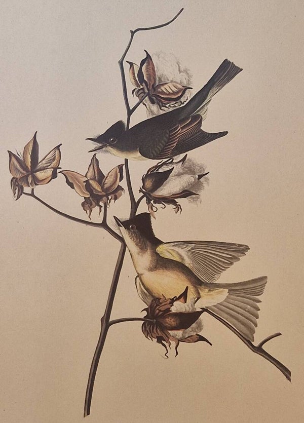 Pewit Flycatcher. Audubon Amsterdam editie 1972.