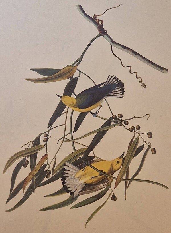 Prothonotary Warbler. Audubon Amsterdam editie 1972.