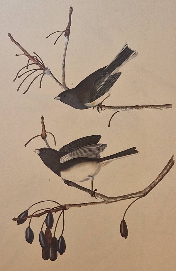 Snow Bird. Audubon Amsterdam editie 1972.