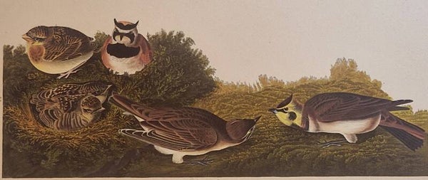 Shore Lark. Audubon Amsterdam editie 1972.