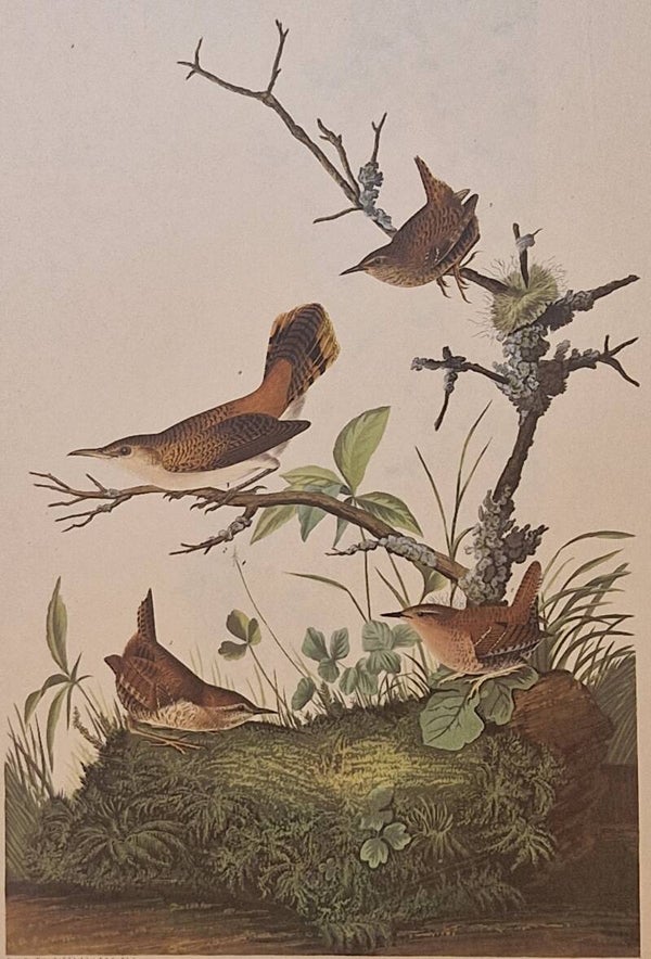 Winter Wren and the Rock-wren. Audubon Amsterdam editie 1972.