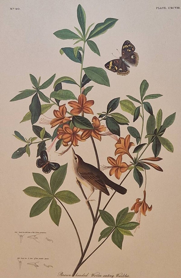 Brown-headed worm eating Warbler. Audubon Amsterdam editie 1972.