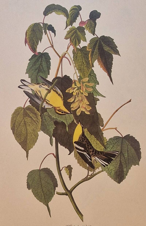 Hemlock Warbler. Audubon Amsterdam editie 1972.