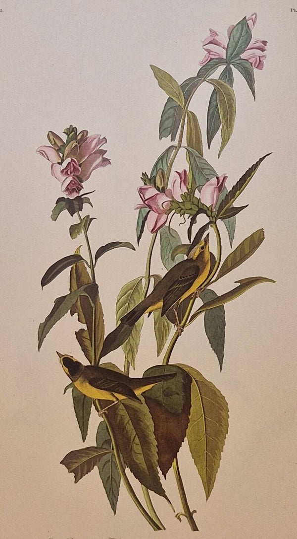 Brown Creeper. Audubon Amsterdam editie 1972.
