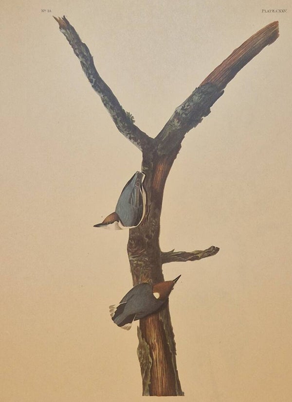 Brown-headed Nuthatch. Audubon Amsterdam editie 1972.