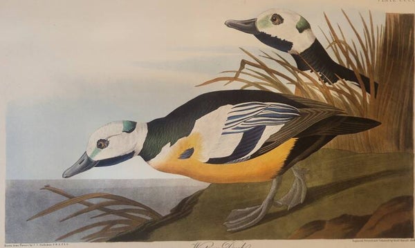 Western Duck. Audubon Amsterdam editie 1972.