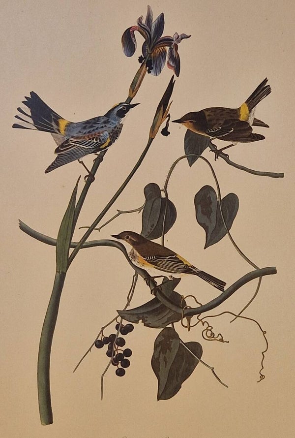 Yellow crown Warbler. Audubon Amsterdam editie 1972.