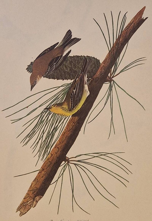 Pine creeping warbler. Audubon Amsterdam editie 1972.