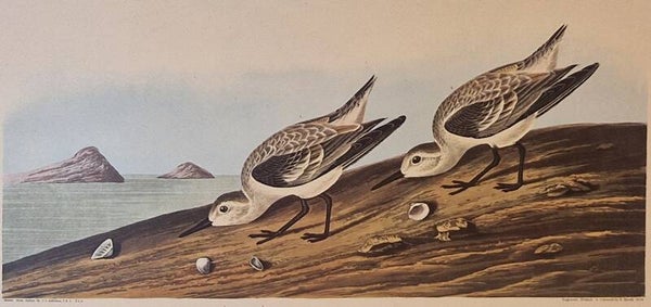 Ruddy Plover. Audubon Amsterdam editie 1972.