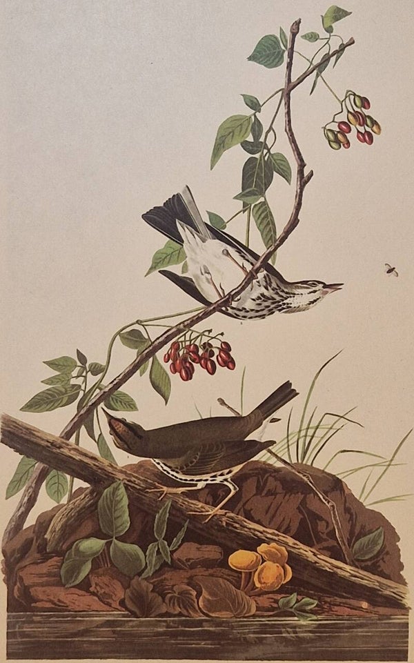 Golden crowned Thrush. Audubon Amsterdam editie 1972.