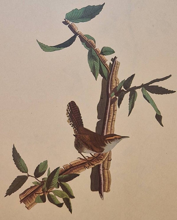 Rewick's Wren. Audubon Amsterdam editie 1972.