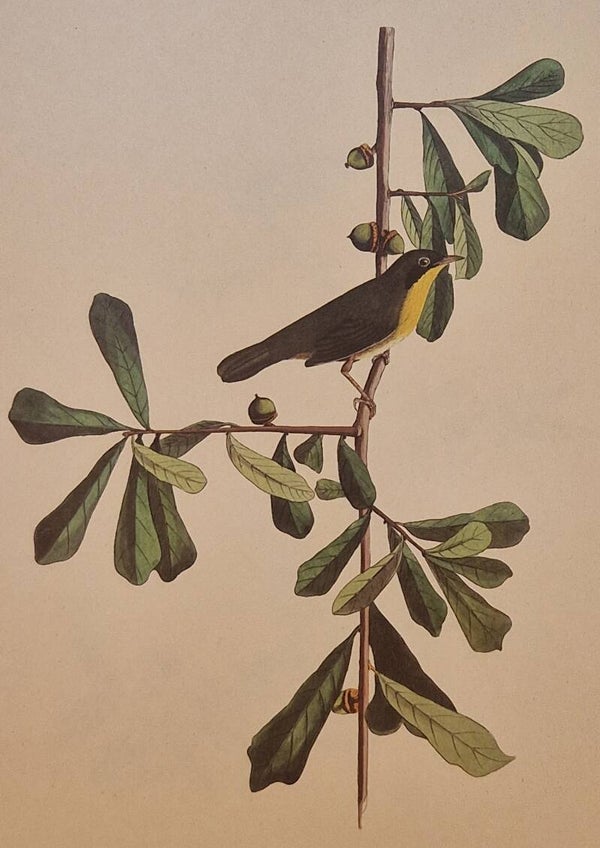 Roscoe's Yellowthroat. Audubon Amsterdam editie 1972.