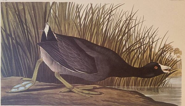 American Coot. Audubon Amsterdam editie 1972.