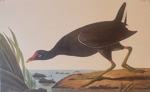 Common Callinule. Audubon Amsterdam editie 1972.
