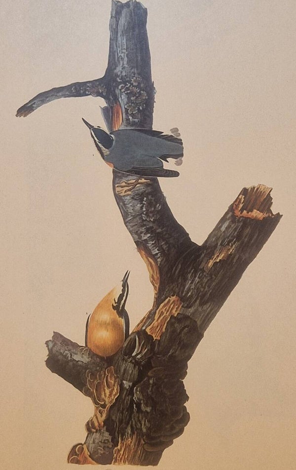 Red-creasted Nuthatch. Audubon Amsterdam editie 1972.