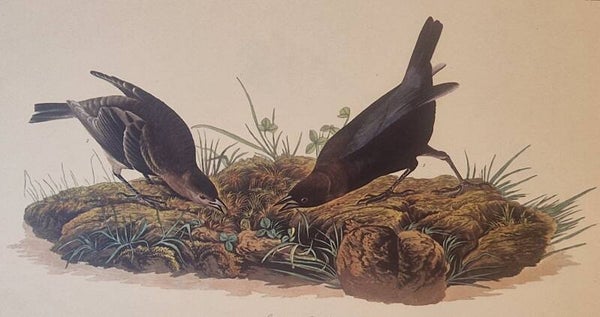 Bow-pen Bird. Audubon Amsterdam editie 1972.