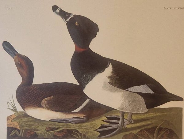 Tufted Duck. Audubon Amsterdam editie 1972.