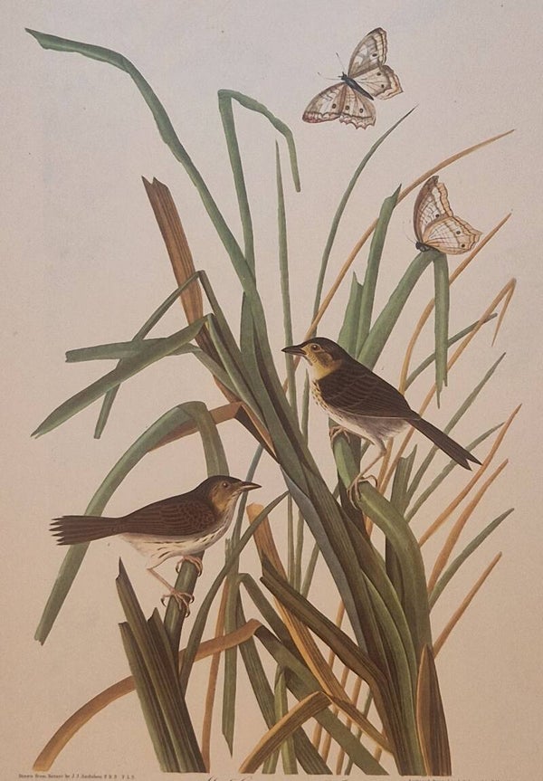 Mac Gilliuray's Finch. Audubon Amsterdam editie 1972.