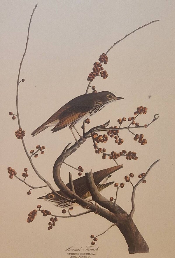 Hermit Thrush. Audubon Amsterdam editie 1972.