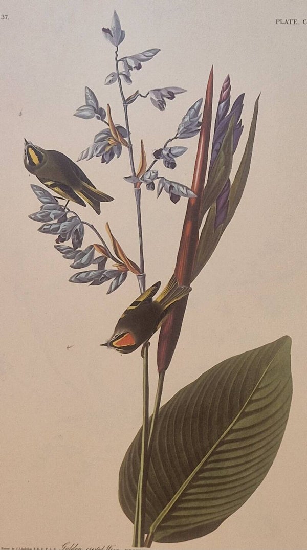 Golden crested Wren. Audubon Amsterdam editie 1972.