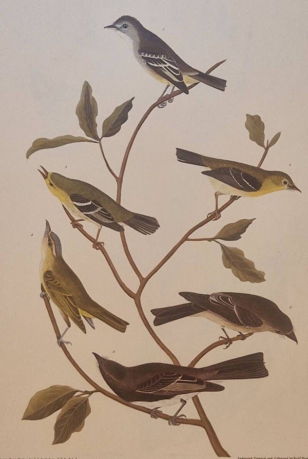 Little Tyrant Flycatcher. Audubon Amsterdam editie 1972.