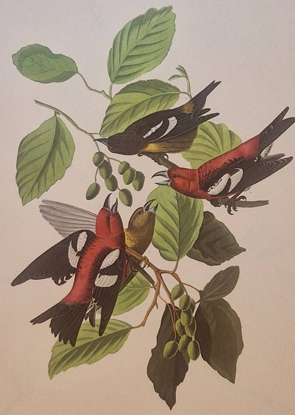 White-winged Crosbill. Audubon Amsterdam editie 1972.