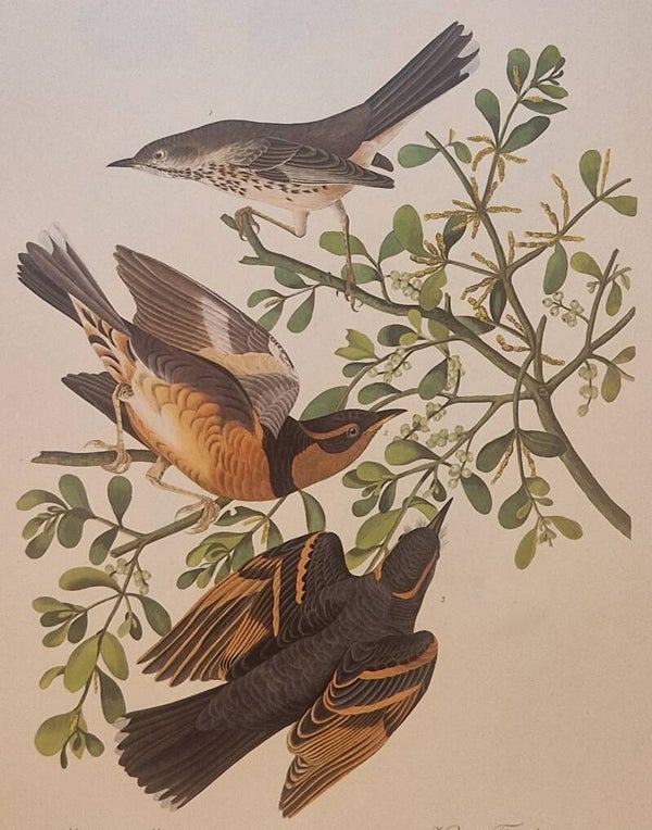 Mountain Mockingbird. Audubon Amsterdam editie 1972.