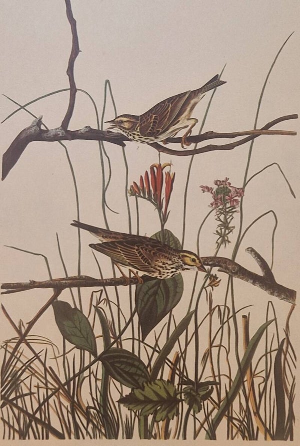 Savannah Finch. Audubon Amsterdam editie 1972.