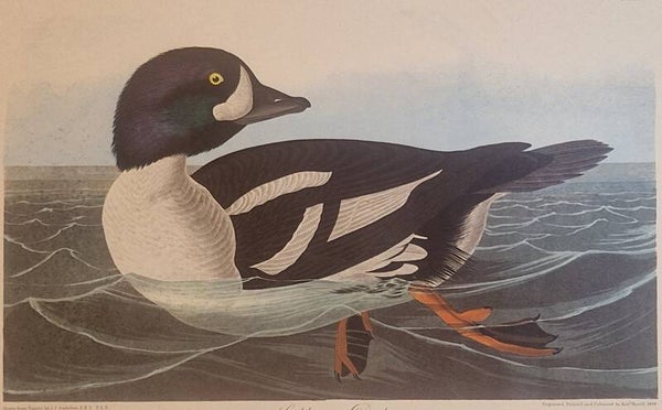 Golden-eye Duck. Audubon Amsterdam editie 1972.