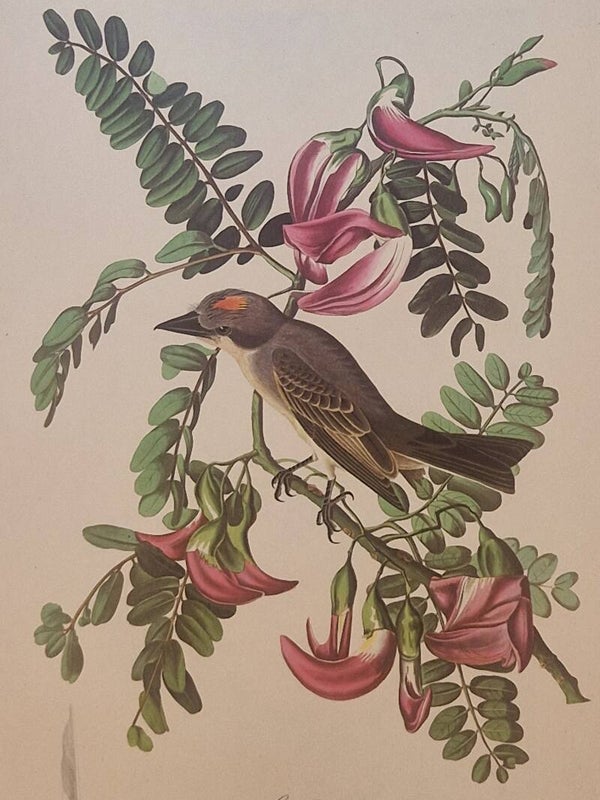 Gray Tyrant. Audubon Amsterdam editie 1972.