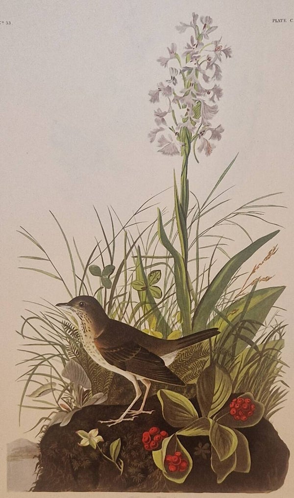 Tawny Thrush. Audubon Amsterdam editie 1972.