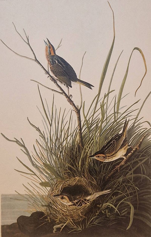 Sharp-tailed Finch. Audubon Amsterdam editie 1972.