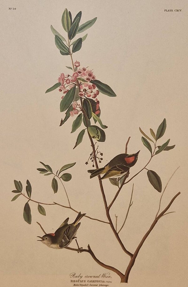 Ruby crowned Wren. Audubon Amsterdam editie 1972.