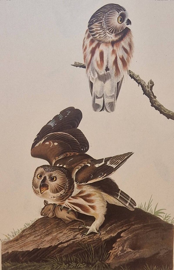 Little Owl. Audubon Amsterdam editie 1972.